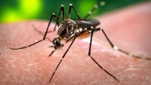Le virus Zika fait son apparition en Polynésie française : attention aux moustiques