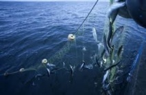 Hareng et maquereau : les Iles Féroé s'en prennent à l'UE auprès de l'OMC Hareng et maquereau : les Iles Féroé s'en prennent à l'UE auprès de l'OMC