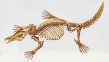 Le fossile d'un ornithorynque géant mis au jour en Australie