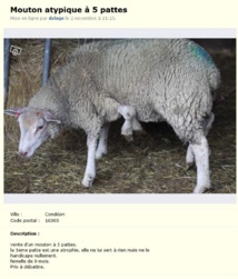 Charente: éleveur vend mouton "atypique à 5 pattes", prix à débattre