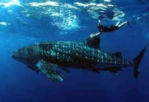 Un plongeur kiwi s’offre une séance improvisée de « Whale-riding » à Fidji