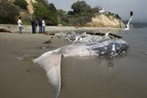 Des carcasses de baleines échouées sur la côte ghanéenne inquiètent les écologistes Des carcasses de baleines échouées sur la côte ghanéenne inquiètent les écologistes