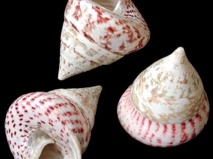 Trocas : les quotas de pêche déplafonnés pour quatre communes de Tahiti Trocas : les quotas de pêche déplafonnés pour quatre communes de Tahiti