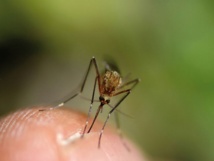 Dengue : 343 cas confirmés sur le seul mois d’octobre Dengue : 343 cas confirmés sur le seul mois d’octobre