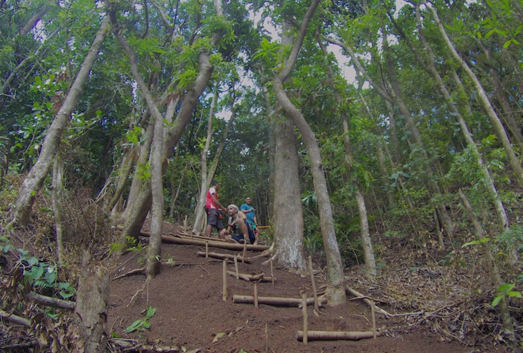 Moorea biodiversité : l'appel de la forêt Moorea biodiversité : l'appel de la forêt