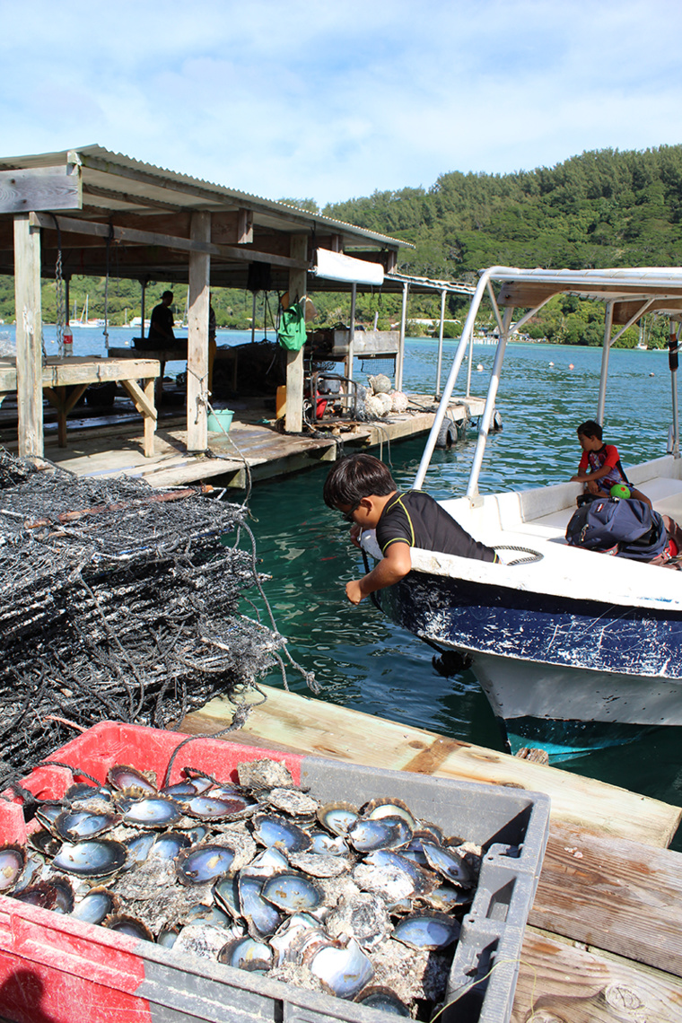 La plus grande richesse des Gambier, lorsque le père Laval y vécut, reposait sur les nacres qui étaient vendues aux navires de passage. La plus grande richesse des Gambier, lorsque le père Laval y vécut, reposait sur les nacres qui étaient vendues aux navires de passage.