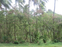 Une enquête publique ouverte pour un projet de 16 nouvelles habitations à Maharepa Une enquête publique ouverte pour un projet de 16 nouvelles habitations à Maharepa