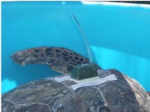 Appel à témoin: on recherche une tortue verte dans la zone de Mahaena à Hitia Appel à témoin: on recherche une tortue verte dans la zone de Mahaena à Hitia