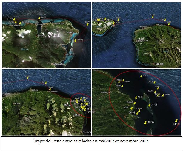 Appel à témoin: on recherche une tortue verte dans la zone de Mahaena à Hitia