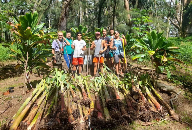A l'occasion de la levée des Pléiades, de nouvelles espèces ont été plantées dans la vallée de Opunohu, par l'association Tau Pi’i Taumata Fee Fa’a Tupu Hau.