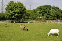 Japon: comment tondre le gazon sans énergie et en silence? Louer des chèvres!