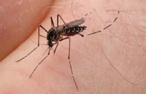 Parce qu’ils sont vecteurs de maladie, il faut faire la guerre aux moustiques Parce qu’ils sont vecteurs de maladie, il faut faire la guerre aux moustiques