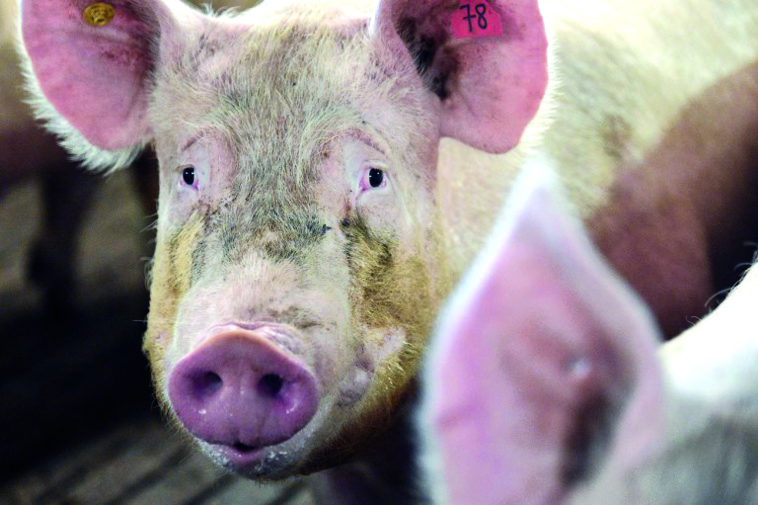 Aide temporaire au soutien de la filière porcine Aide temporaire au soutien de la filière porcine