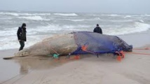 Des baleines d'une espèce rare s'échouent sur une plage en Nouvelle-Calédonie