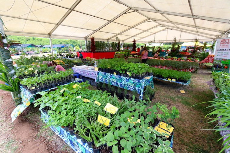 La "mini" foire agricole jusqu'au 5 décembre La "mini" foire agricole jusqu'au 5 décembre