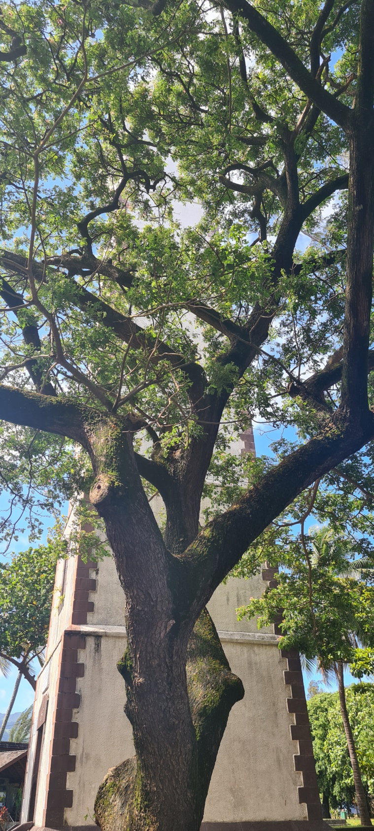 Un maru maru menace le phare de la pointe Vénus Un maru maru menace le phare de la pointe Vénus