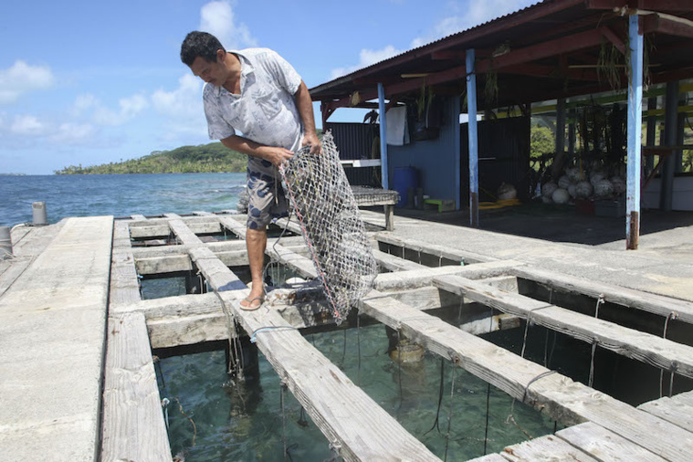 Salarié dans une ferme perlière à Taha'a. Salarié dans une ferme perlière à Taha'a.