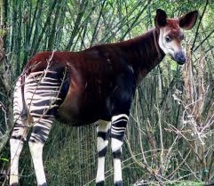 L'okapi, "la girafe des forêts", rejoint la liste rouge des espèces menacées