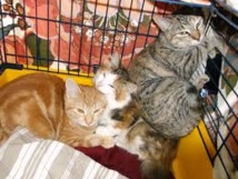 Sauvetage de 130 chiens et huit chats reclus dans une maison à Mexico Sauvetage de 130 chiens et huit chats reclus dans une maison à Mexico