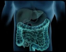 Face aux toxiques alimentaires, l'intestin en première ligne