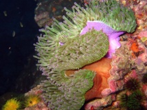 Conférence-débat sur le thème "La vie des anémones et du Corail" Conférence-débat sur le thème "La vie des anémones et du Corail"