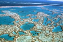 Du sperme congelé pour sauver la Grande Barrière de Corail