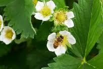 La pollinisation par les abeilles donne des fraises plus fermes et plus grosses