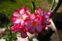 Les poisons de nos jardins (première partie) Les poisons de nos jardins (première partie)