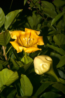 Les poisons de nos jardins (première partie) Les poisons de nos jardins (première partie)