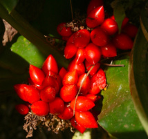 Les poisons de nos jardins (première partie) Les poisons de nos jardins (première partie)