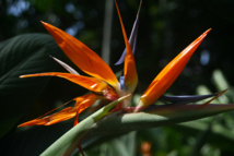 Les poisons de nos jardins (première partie) Les poisons de nos jardins (première partie)