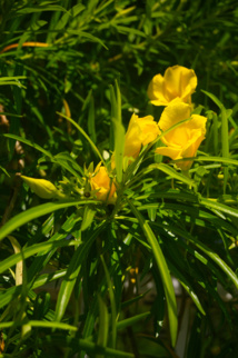 Les poisons de nos jardins (première partie) Les poisons de nos jardins (première partie)