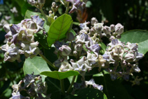 Les poisons de nos jardins (première partie) Les poisons de nos jardins (première partie)
