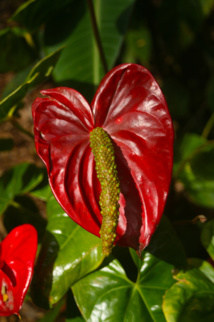 Les poisons de nos jardins (première partie) Les poisons de nos jardins (première partie)