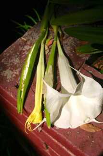 Les poisons de nos jardins (première partie) Les poisons de nos jardins (première partie)