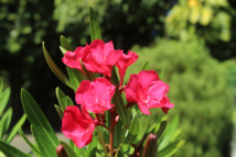 Les poisons de nos jardins (première partie) Les poisons de nos jardins (première partie)