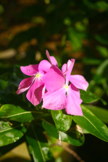 Les poisons de nos jardins (première partie) Les poisons de nos jardins (première partie)