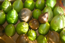 Les poisons de nos jardins (première partie) Les poisons de nos jardins (première partie)