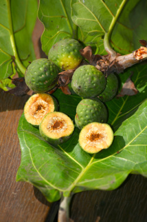 Les poisons de nos jardins (première partie) Les poisons de nos jardins (première partie)