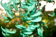 Les poisons de nos jardins (première partie) Les poisons de nos jardins (première partie)