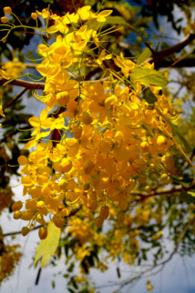 Les poisons de nos jardins (première partie) Les poisons de nos jardins (première partie)