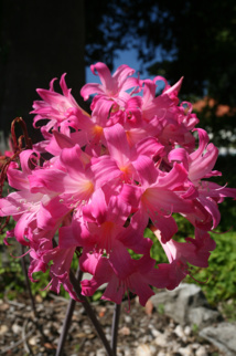 Les poisons de nos jardins (première partie) Les poisons de nos jardins (première partie)
