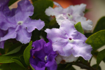 Les poisons de nos jardins (première partie) Les poisons de nos jardins (première partie)