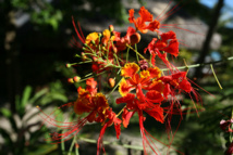 Les poisons de nos jardins (première partie) Les poisons de nos jardins (première partie)