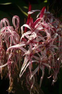 Les poisons de nos jardins (première partie) Les poisons de nos jardins (première partie)