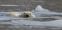 Exploitation du pétrole et trafic maritime : les nouvelles menaces pour l'ours polaire