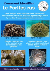 Tous à l'eau pour résoudre le mystère des coraux Porites rus Tous à l'eau pour résoudre le mystère des coraux Porites rus