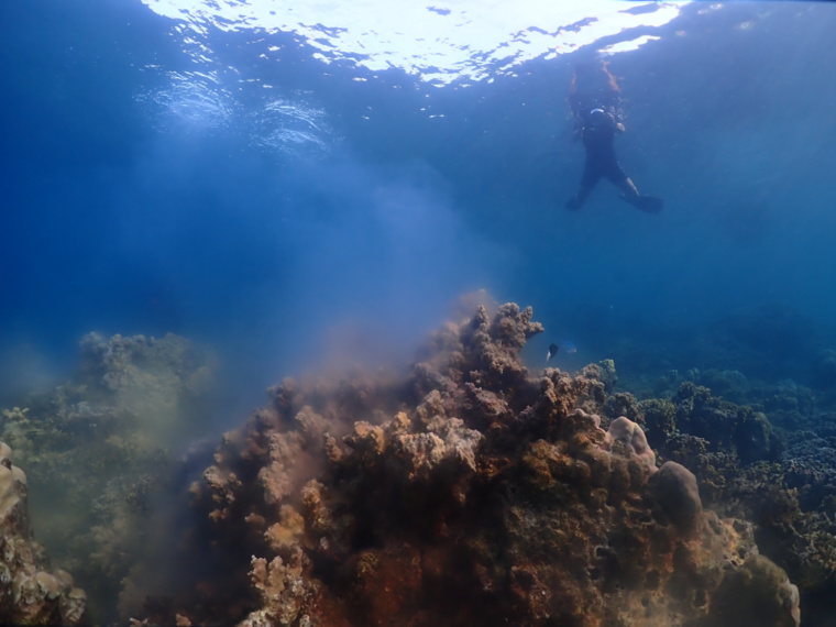 Crédit photo : Vetea Liao Crédit photo : Vetea Liao