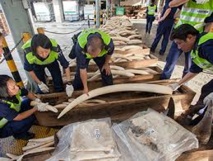 La France durcit sa lutte contre le trafic d'espèces menacées La France durcit sa lutte contre le trafic d'espèces menacées
