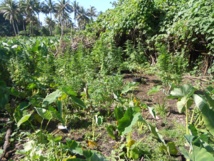 2018 plants de cannabis saisis dans le quartier Lucky à Papara 2018 plants de cannabis saisis dans le quartier Lucky à Papara